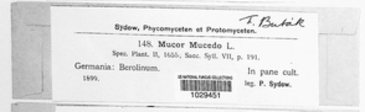 Mucor mucedo image